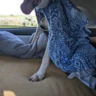 r/dogpictures - Last car ride of my boy Nickel. I just want the world to know he existed.