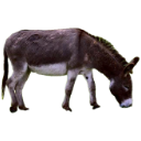 donkey_right