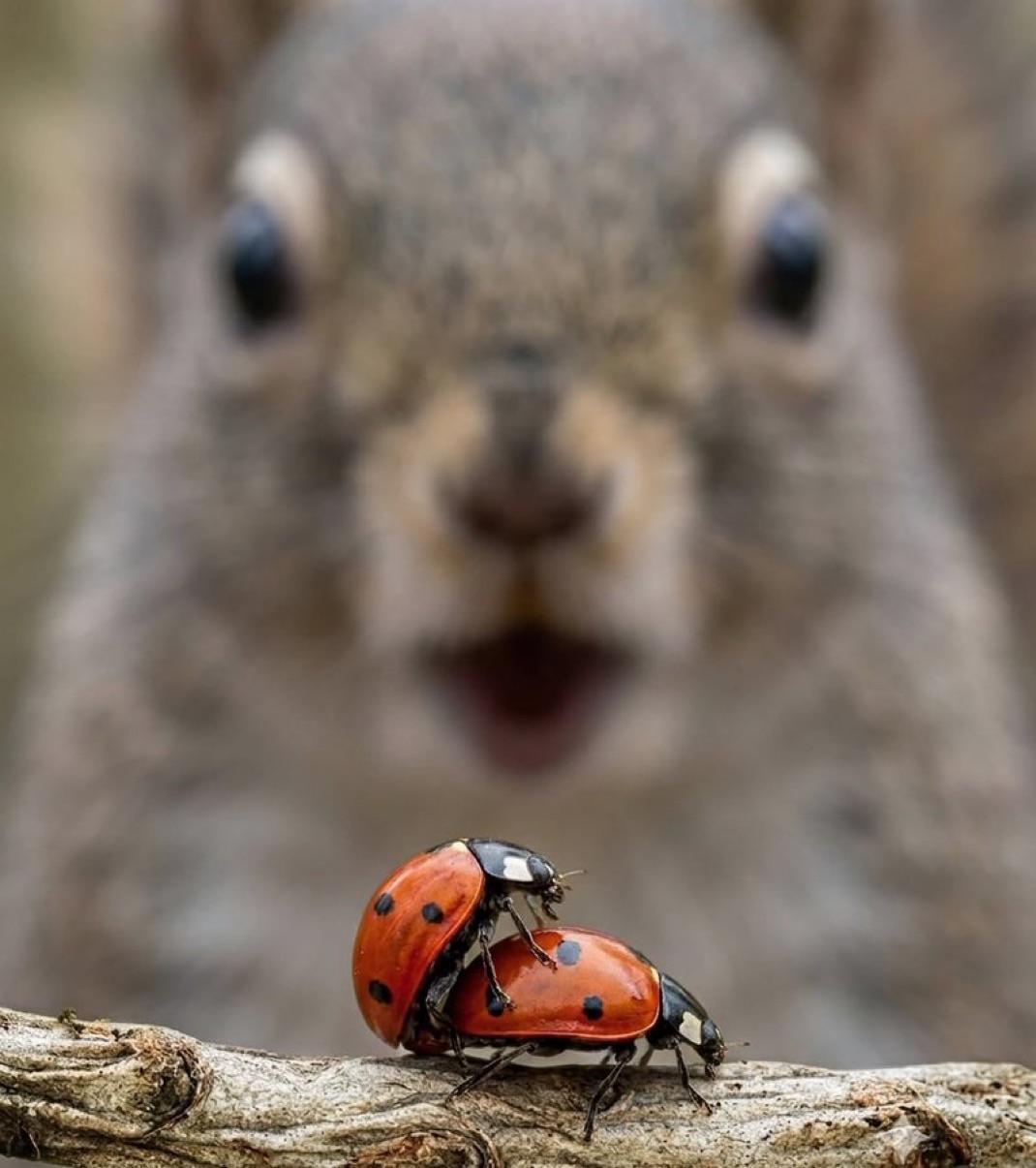 r/fatsquirrelhate - Soy squirrel seething with incel rage vs chad ladybug