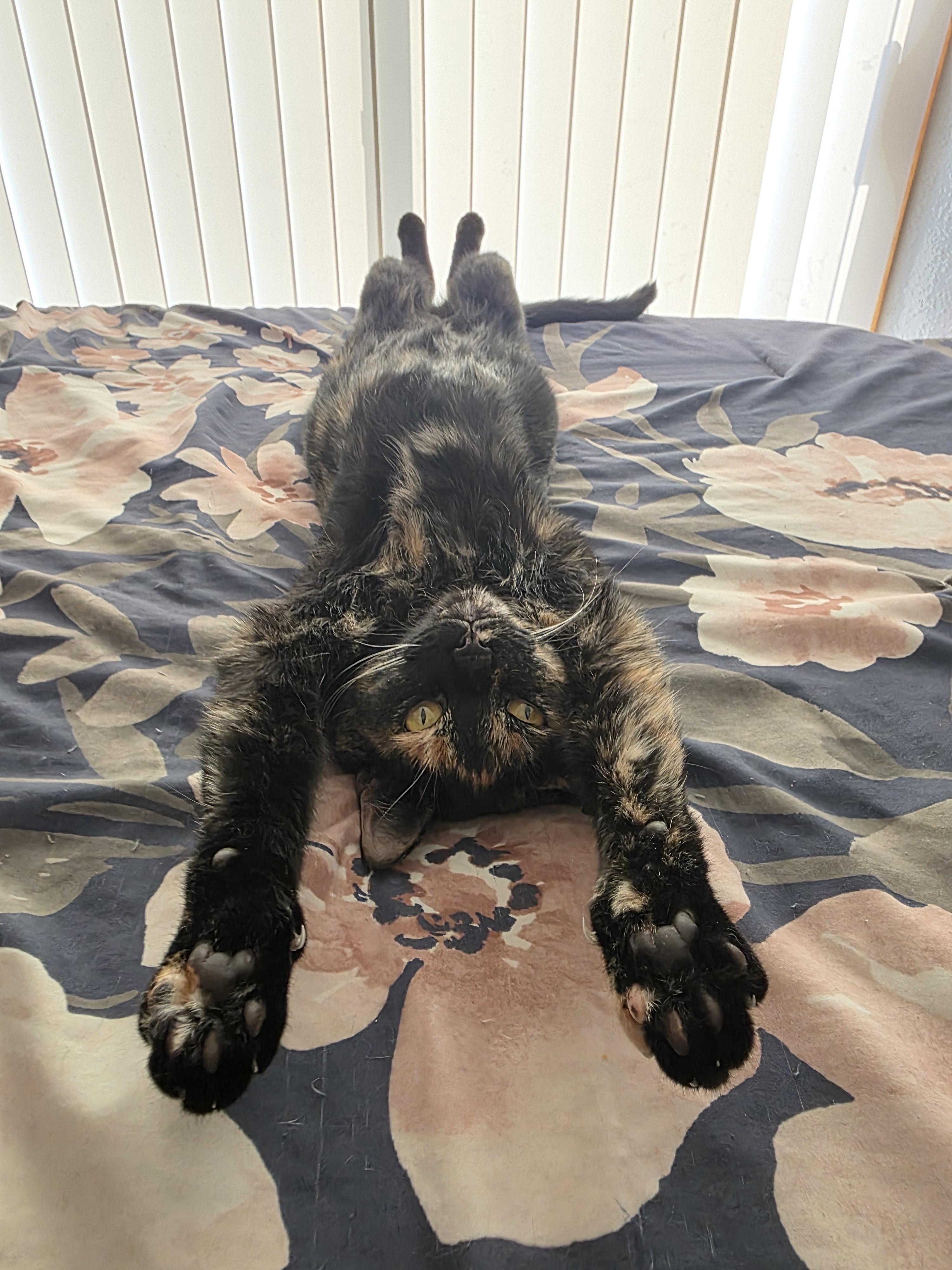 r/torties - Oh Lawd She Strechy