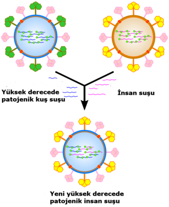 A cartoon showing how viral genes can be shuffled to form new viruses
